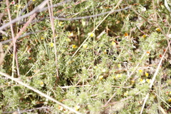 Aspalathus divaricata divaricata