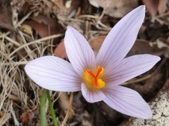 Crocus pallasii