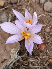 Crocus pallasii