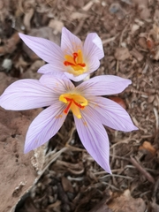 Crocus pallasii