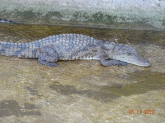 Crocodylus suchus