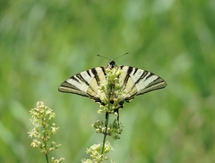 Iphiclides podalirius