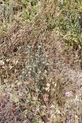 Podalyria sericea