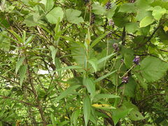 Boehmeria densiflora