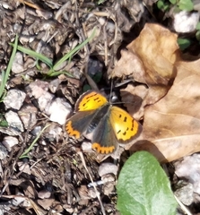 Lycaena phlaeas