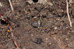 Oxychilus draparnaudi