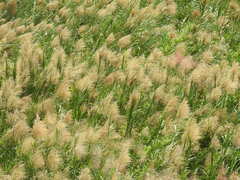 Phragmites karka