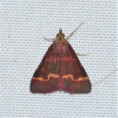 Pyrausta tyralis