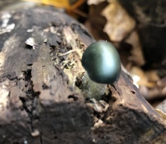 Stropharia caerulea