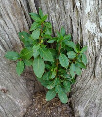 Laurus nobilis