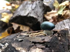 Stropharia caerulea