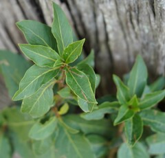 Laurus nobilis