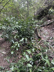 Monanthotaxis caffra