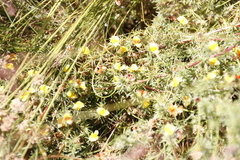 Aspalathus divaricata divaricata