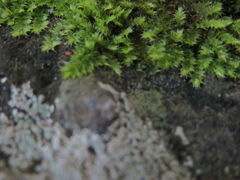 Racopilum cuspidigerum