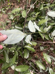 Monanthotaxis caffra