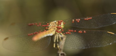 Arrenurus