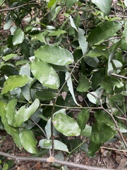 Monanthotaxis caffra