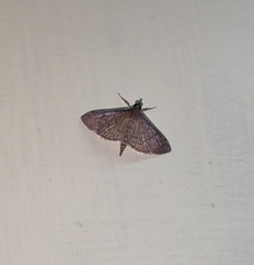 Herpetogramma licarsisalis