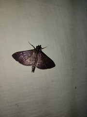 Herpetogramma licarsisalis