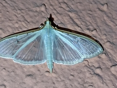 Palpita quadristigmalis