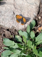 Lycaena phlaeas
