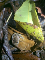 Craugastor stejnegerianus