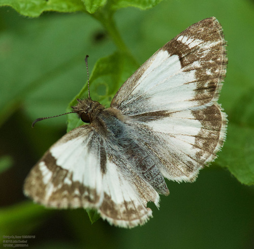Turk's-cap White-Skipper