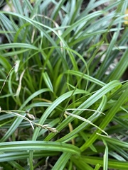 Carex laxiculmis