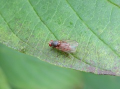 Pseudolyciella