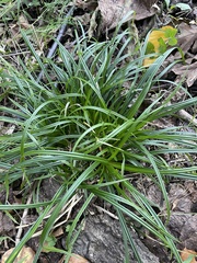 Carex laxiculmis