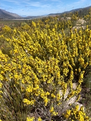 Aspalathus sceptrum-aureum