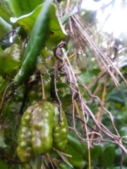 Lardizabala biternata