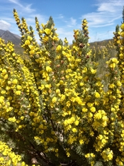 Aspalathus sceptrum-aureum