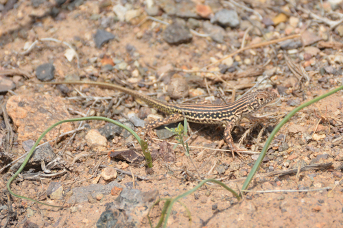 Fahimi's Racerunner, Eremias fahimii