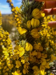 Aspalathus sceptrum-aureum