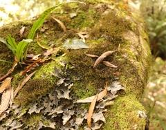 Lobariaceae