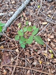 Oxalis barrelieri