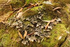 Lobariaceae