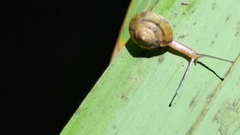 Aegista
