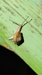 Aegista
