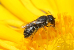 Osmiini
