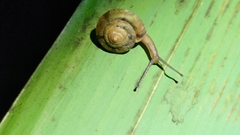 Aegista