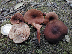 Lactarius serifluus