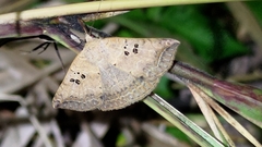 Blasticorhinus rivulosa