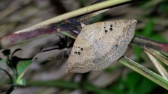 Blasticorhinus rivulosa