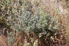 Podalyria sericea