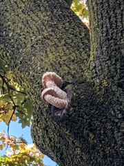 Hypsizygus ulmarius