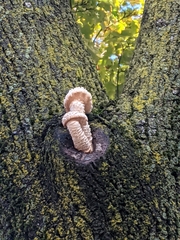 Hypsizygus ulmarius