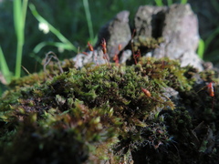Bryum
